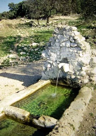 Fuente y alberca recuperadas en el olivar centenario